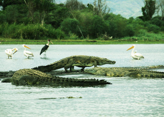 Bird watching and crocodile trip in Goa with guided sightseeing taxi
